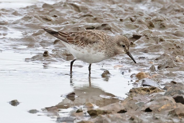 White-rumped Sandpiper
