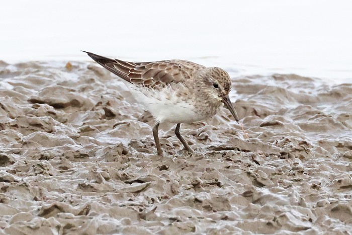 White-rumped Sandpiper