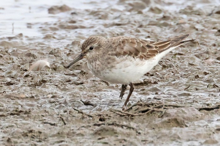 White-rumped Sandpiper
