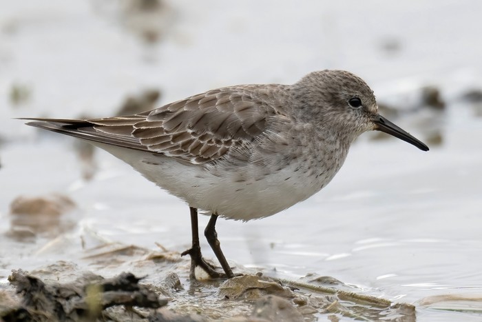 White-rumped Sandpiper