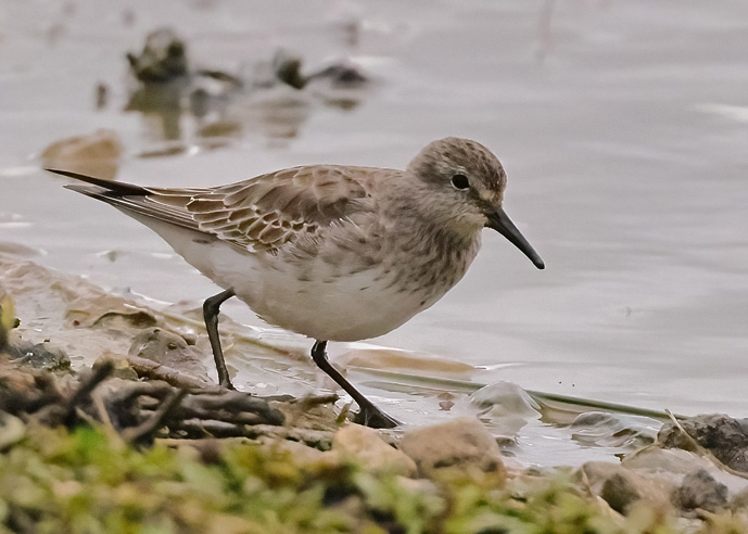 White-rumped Sandpiper
