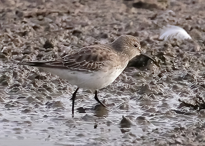 White-rumped Sandpiper