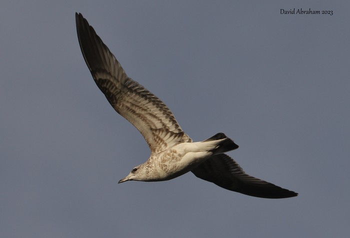 Common Gull