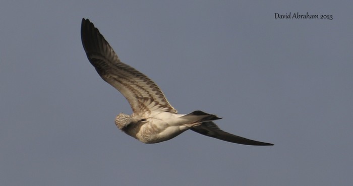 Common Gull