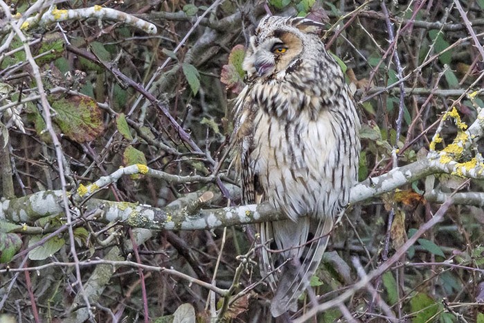 Long-eared Owl