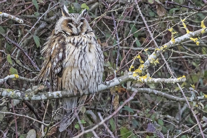 Long-eared Owl
