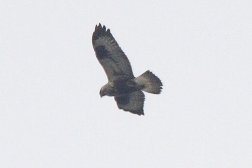 Rough-legged Buzzard