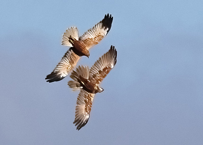 Marsh Harrier