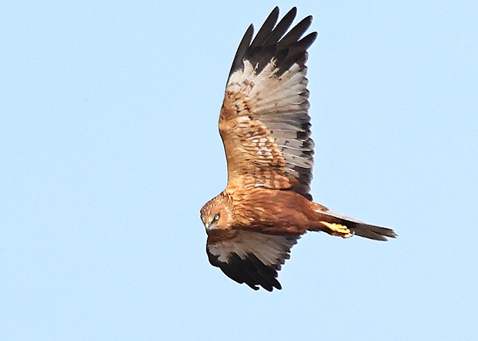 Marsh Harrier