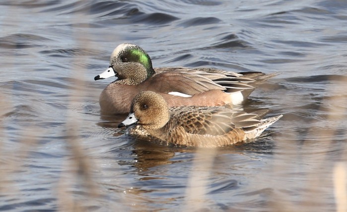 American Wigeon