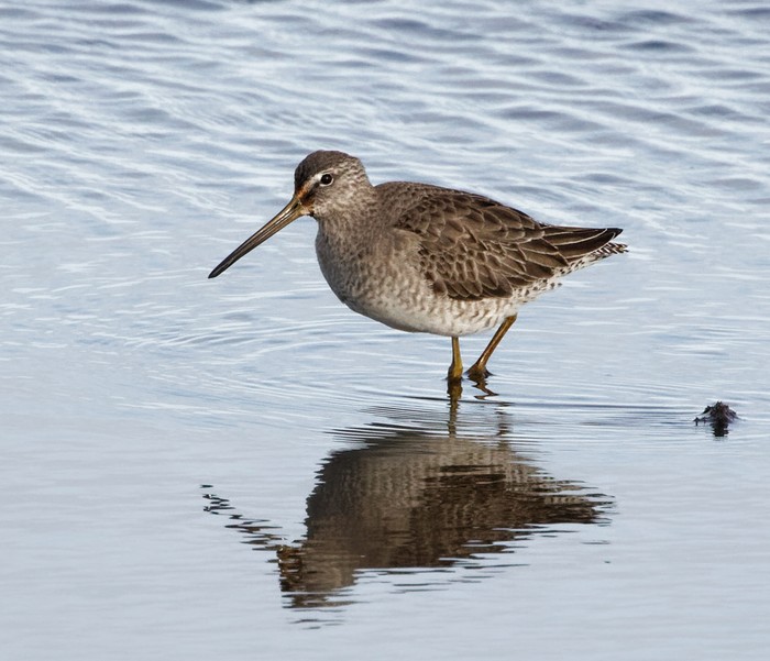 Long-billed Dowitcher