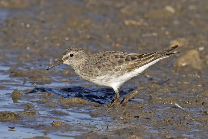 White-rumped Sandpiper