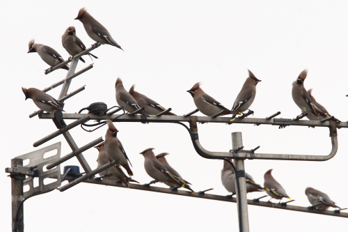 Waxwing