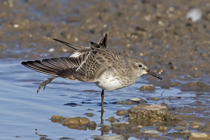 White-rumped Sandpiper