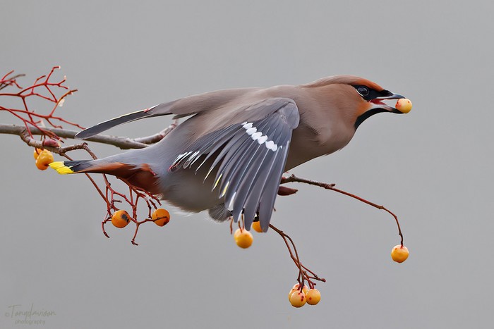 Waxwing