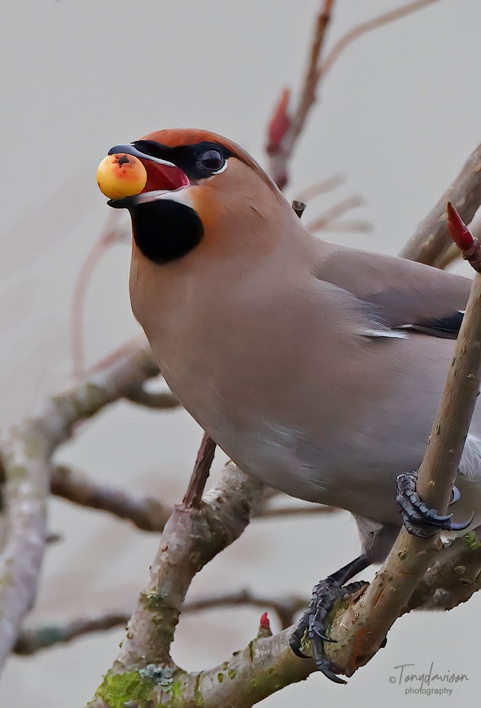 Waxwing