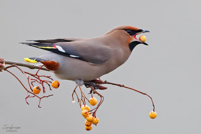 Waxwing