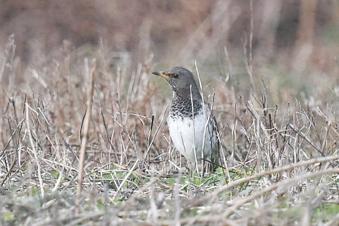 Black-throated Thrush