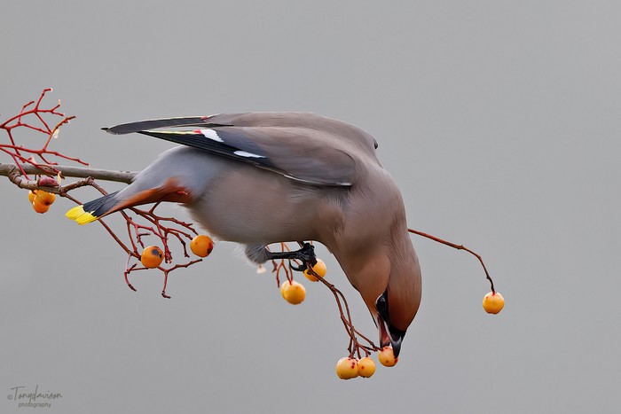 Waxwing