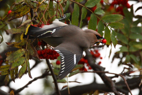 Waxwing