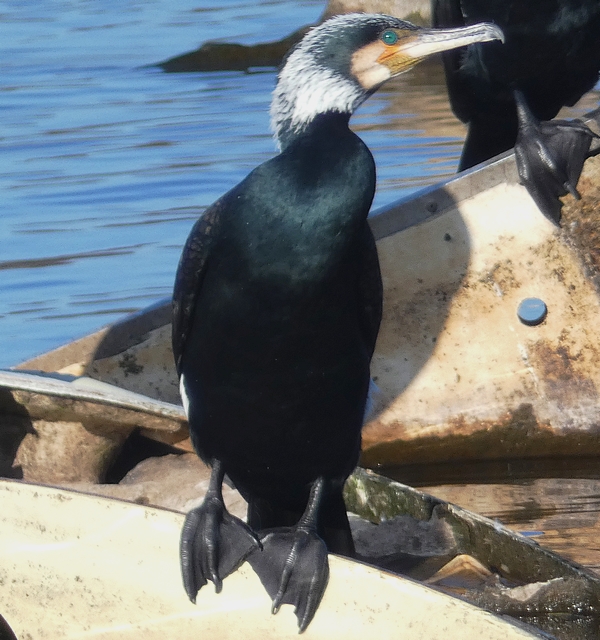 Cormorant