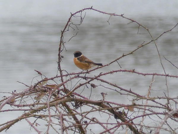 Stonechat