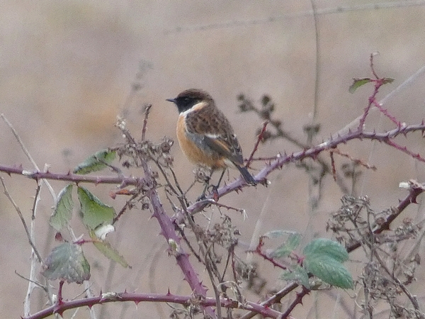 Stonechat