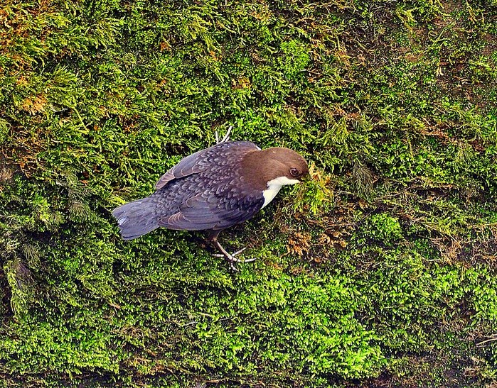 Dipper