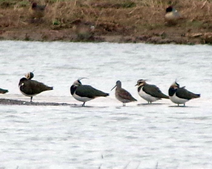 Long-billed Dowitcher