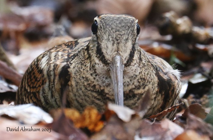 Woodcock 