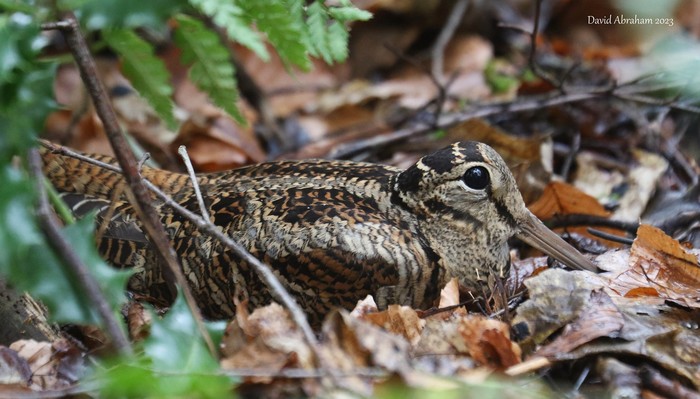 Woodcock 