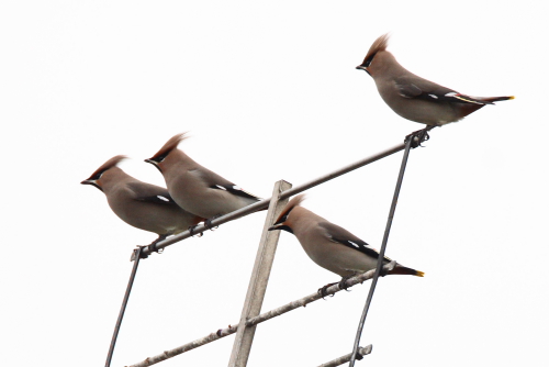 Waxwing