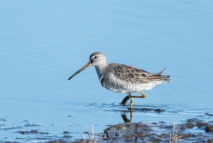 Long-billed Dowitcher