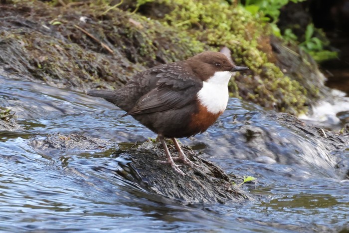 Dipper