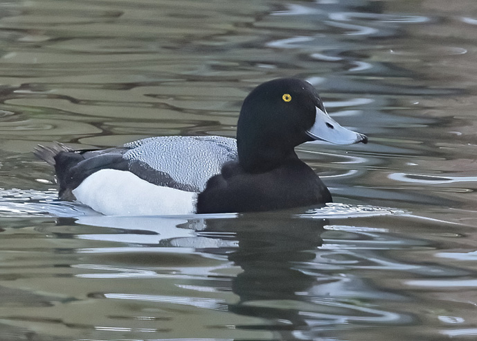 Scaup
