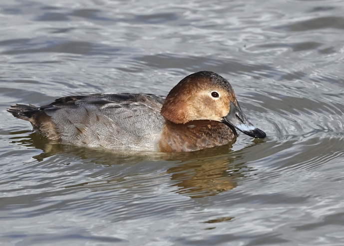 Pochard