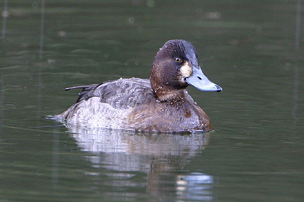 Lesser Scaup