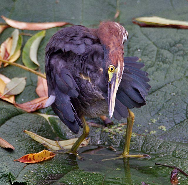Green Heron
