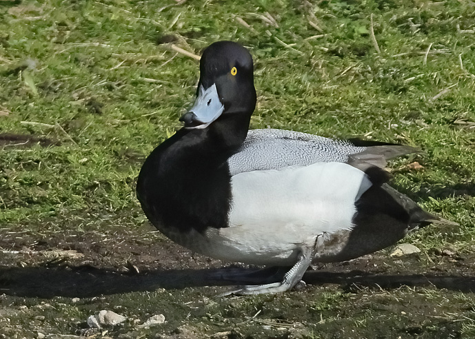 Scaup