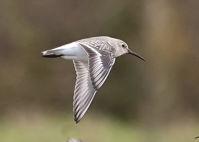 Dunlin