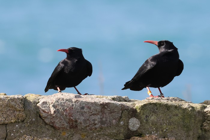 Chough