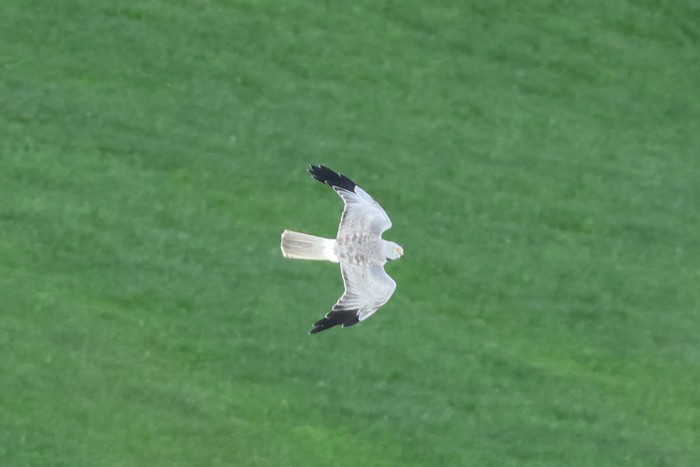 Hen Harrier