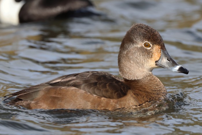 Ring-necked Duck
