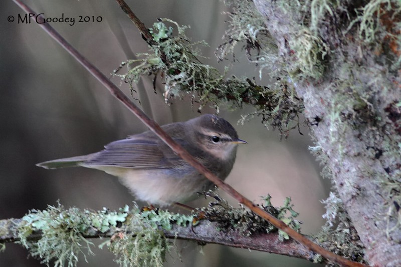 Dusky Warbler