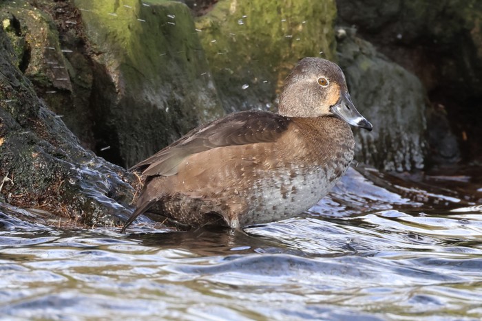 Ring-necked Duck