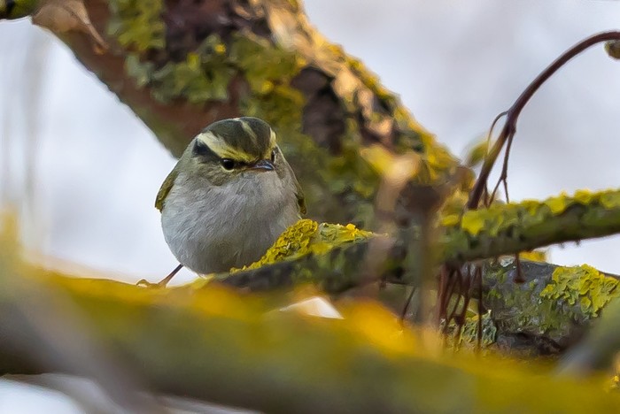 Pallas's Warbler