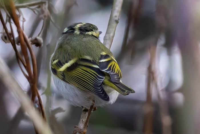 Pallas's Warbler