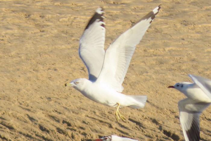 Ring-billed Gull