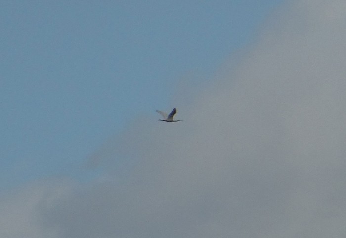 Spoonbill