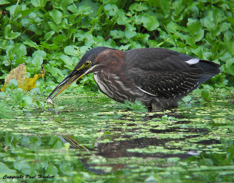 Green Heron